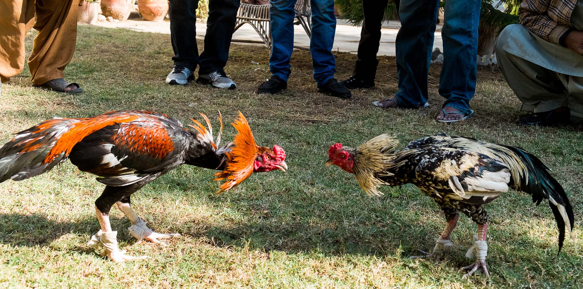 Đá gà C2 hôm nay - Những điều cần biết về trận đấu hấp dẫn