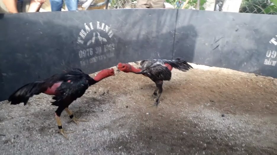 Đá gà C2 hôm nay - Những điều cần biết về trận đấu hấp dẫn