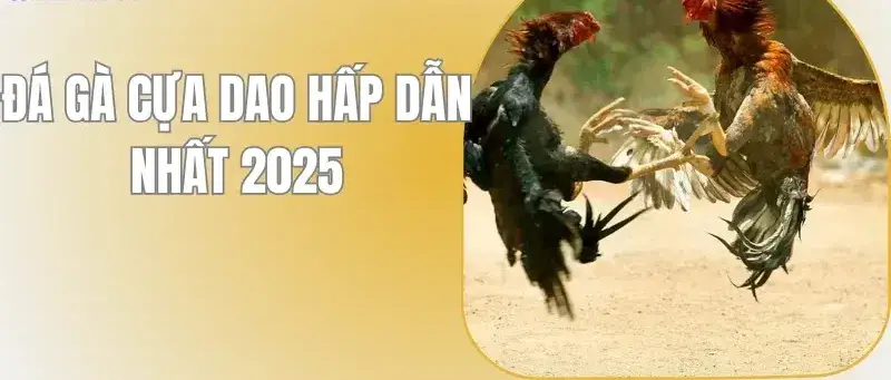 da ga cua dao nha cai rik88 6839618856753