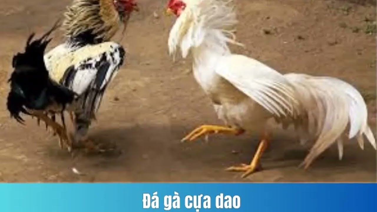 Đá gà cựa dao nhà cái Rik88 - Trải nghiệm và chi tiết đầy hấp dẫn