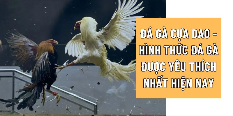Đá gà cựa dao nhà cái Rik88 - Trải nghiệm và chi tiết đầy hấp dẫn