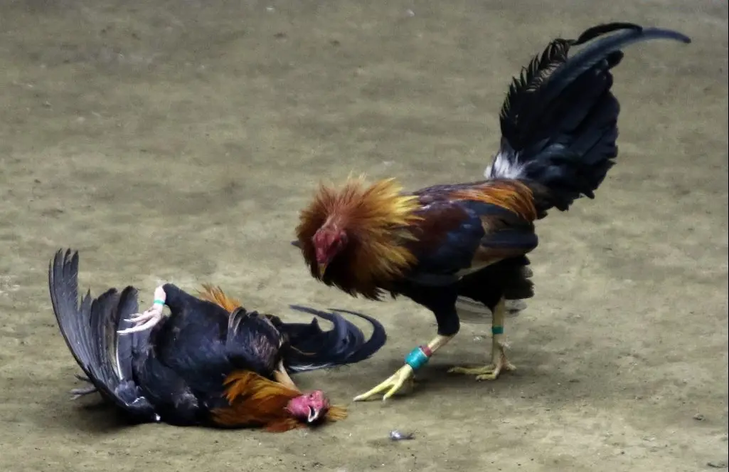 Đá gà cựa dao nhà cái Rik88 - Trải nghiệm và chi tiết đầy hấp dẫn