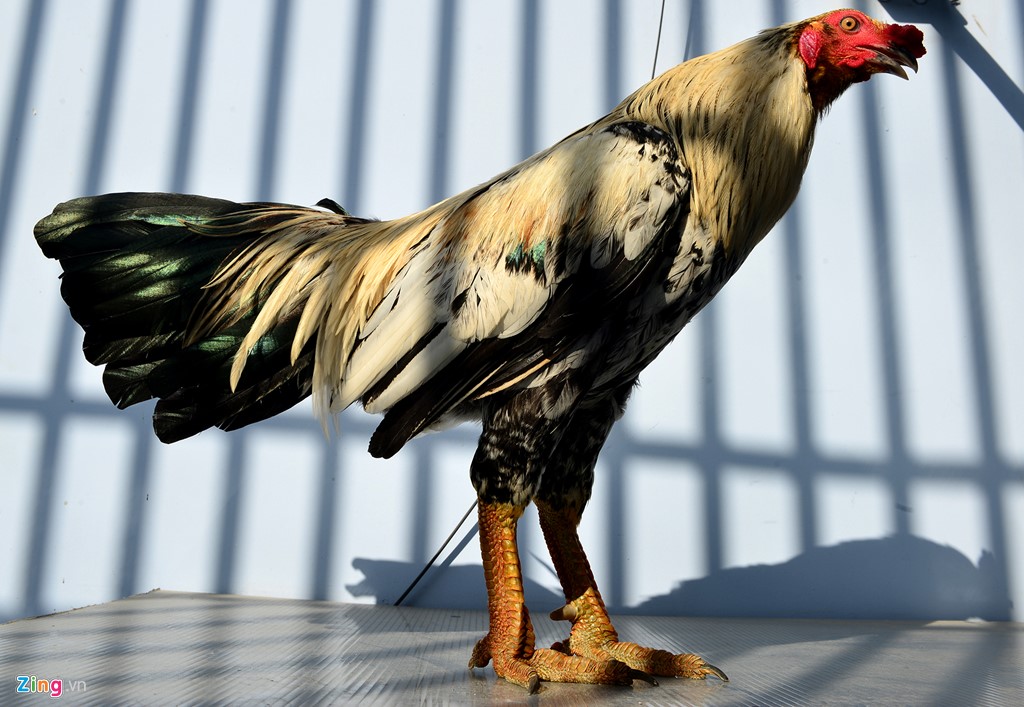 Khám Phá Thế Giới Đá Gà Chọi Online C1 Vip - Trải Nghiệm Độc Đáo