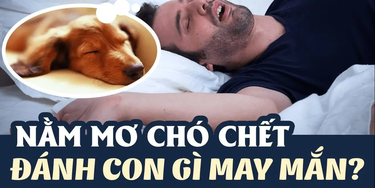 Nằm mơ thấy chó đánh lô đề con gì - Khám phá ý nghĩa và con số may mắn