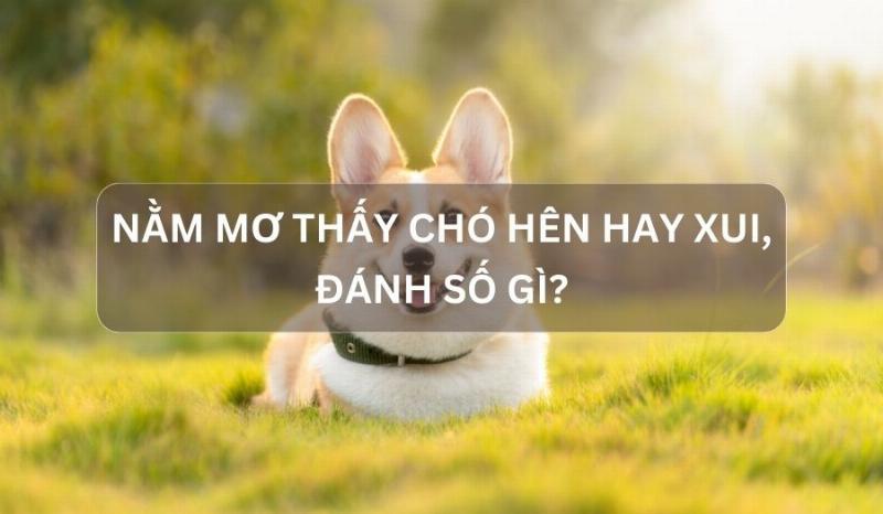 Nằm mơ thấy chó đánh lô đề con gì - Khám phá ý nghĩa và con số may mắn